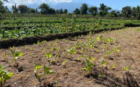 Petani Tembakau Lombok Waspada Ancaman Kemarau Basah