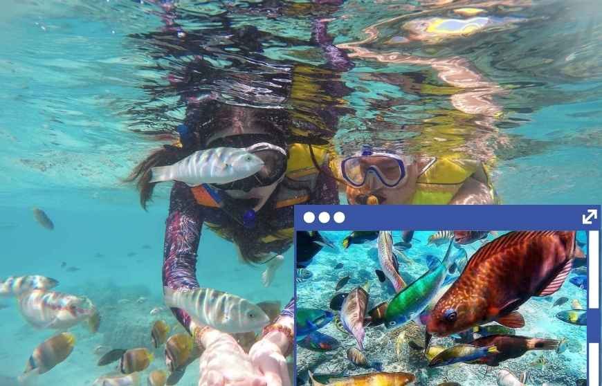 Snorkling point di Gili Petelu